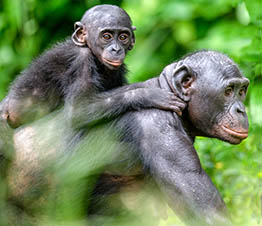 Regardez les singes dans un environnement naturel